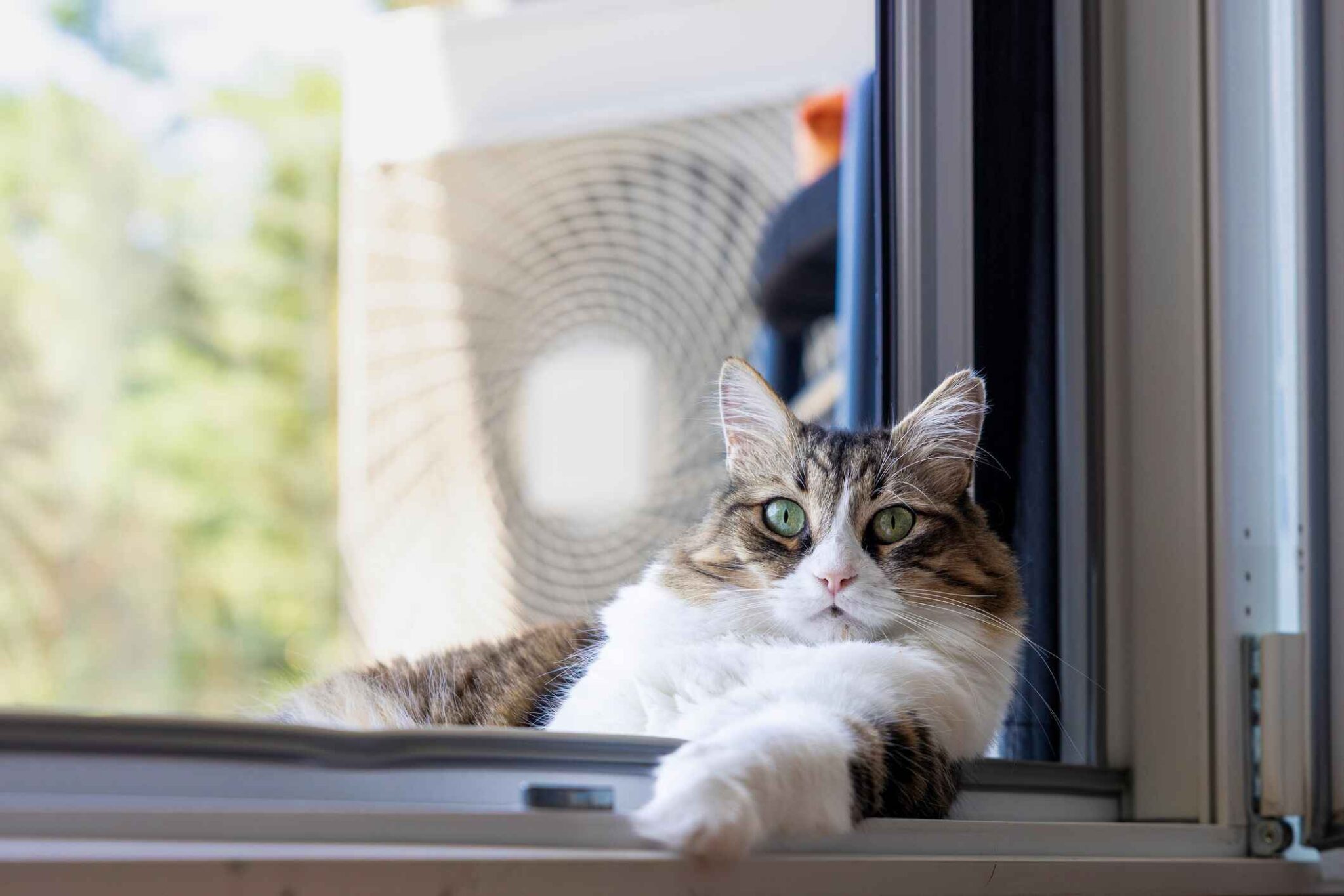 how-pets-affect-hvac-systems